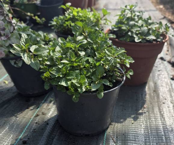 Menthe Poivr�e