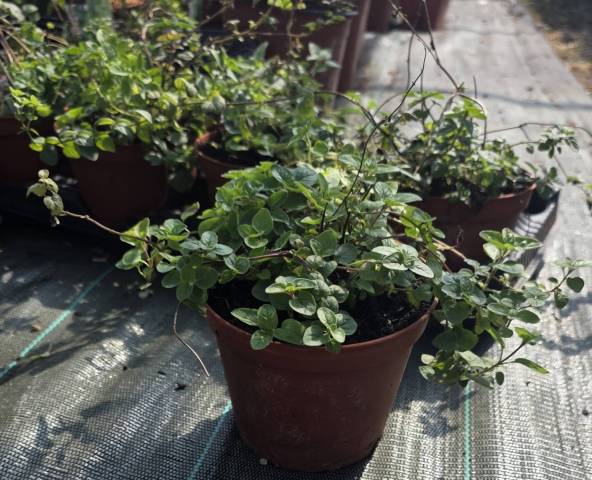 Origan Origanum vulgare