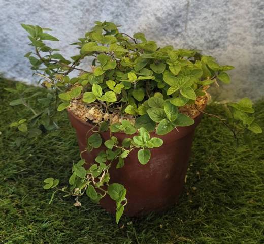 Origan Origanum vulgare