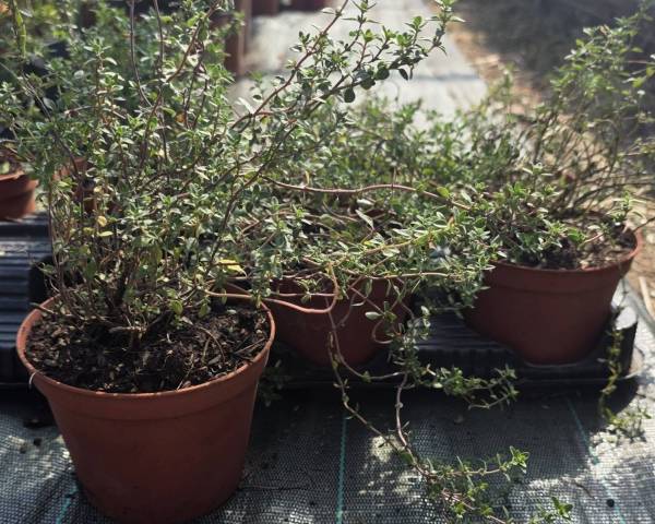 Thym Citron