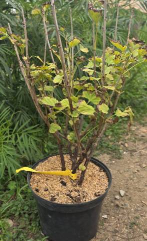 Groseiller grappe gloire sablons rose