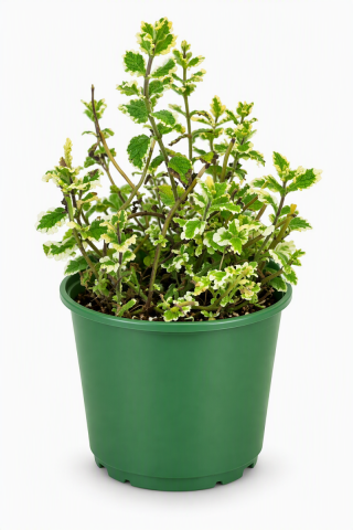 Menthe Ananas