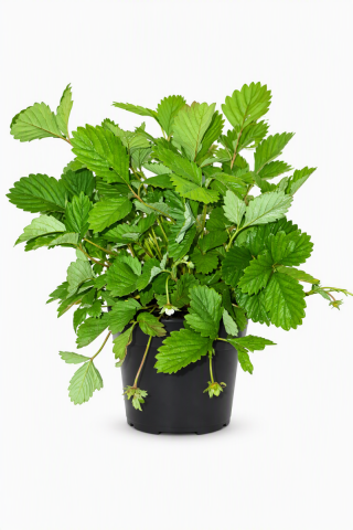 Fraise des bois