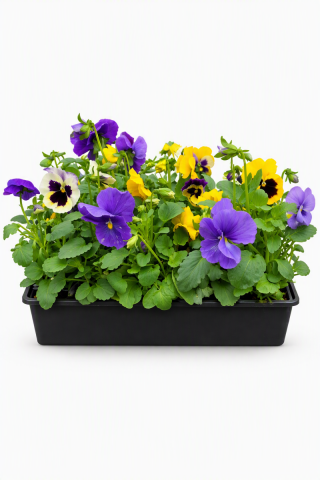 Pens�e (Viola) Barquette de 10, couleur vari�e